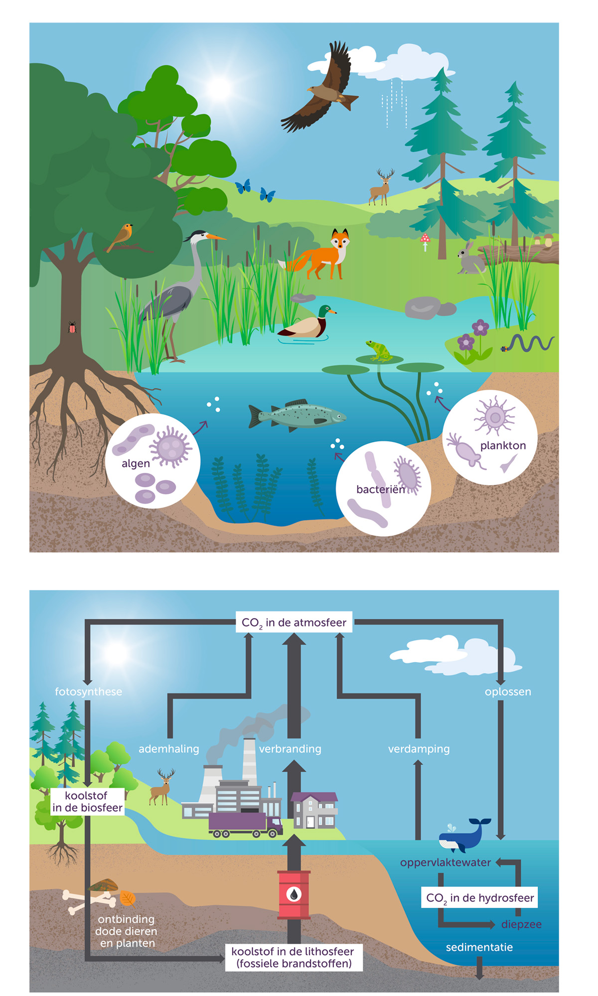 illustratie ecosysteem en koolstofkringloop voor in boek NI-Businessmodel van Nature's Intelligence Academy