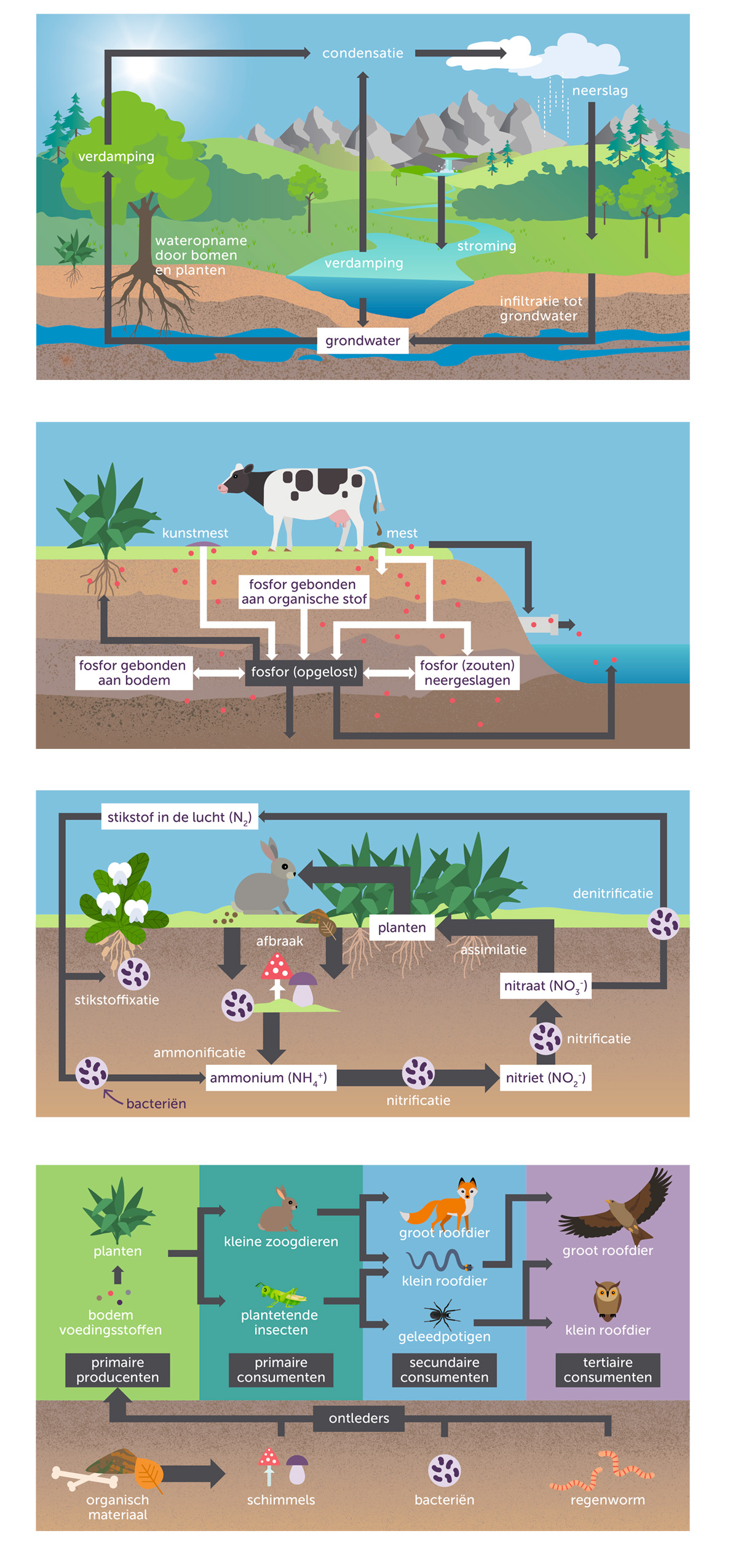 illustratie fosforkringloop, stikstofkringloop en watercyclys voor in boek NI-Businessmodel van Nature's Intelligence Academy